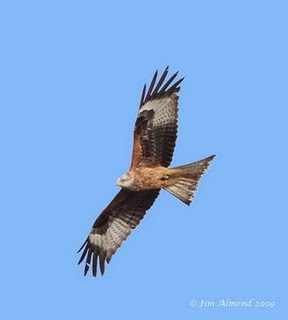 Red Kite